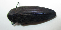 Actenodini
