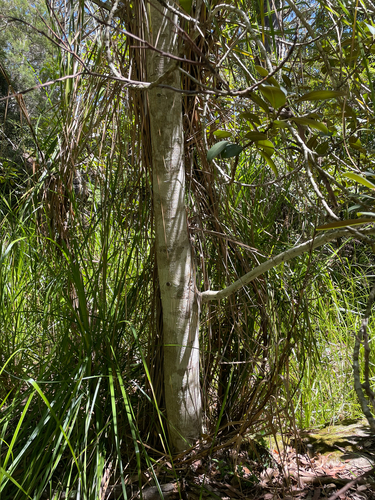 Ficus rubiginosa observed 2026-10-25