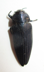 Actenodini