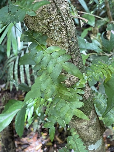 Arthropteris palisotii observed 2026-10-25