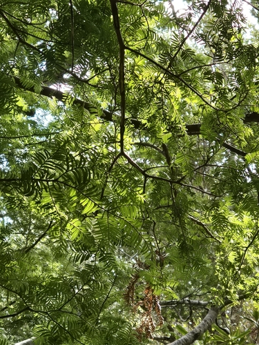 Prumnopitys ferruginea observed 2026-10-25