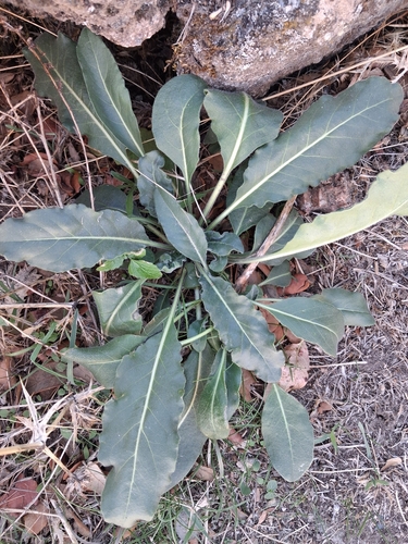 Isatis tinctoria observed 2026-10-24