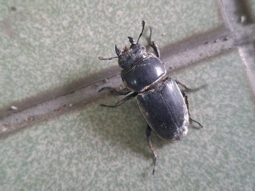 Dorcus, 2026-10-25