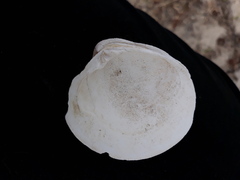 Mercenaria campechiensis