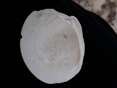 Mercenaria campechiensis
