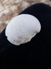 Mercenaria campechiensis