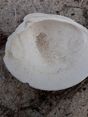 Mercenaria campechiensis