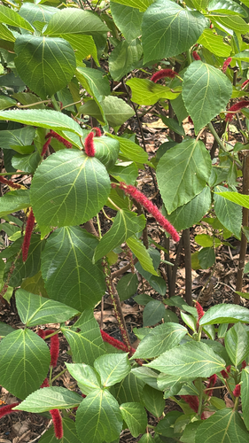Acalypha hispida observed 2026-10-25
