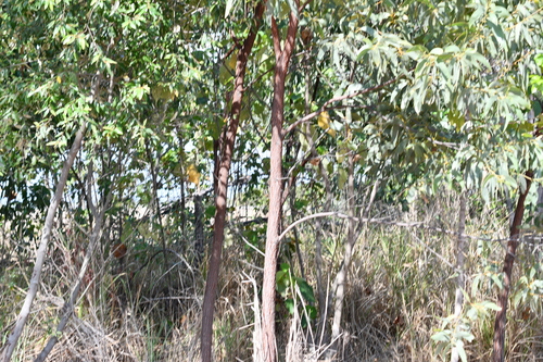 Acacia crassicarpa observed 2026-10-25