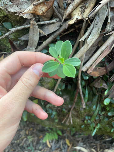 Peperomia leptostachya observed 2026-10-25