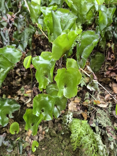 Hymenophyllum nephrophyllum observed 2026-10-25
