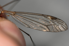 Tipula luna