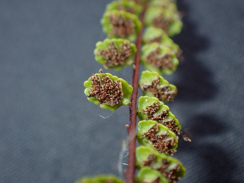 Asplenium, 2026-10-24