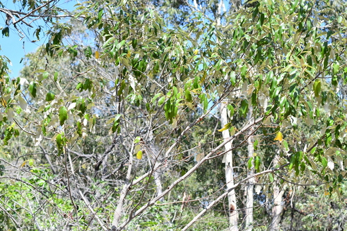 Alphitonia excelsa observed 2026-10-25