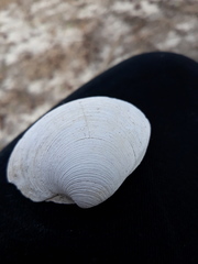 Mercenaria campechiensis