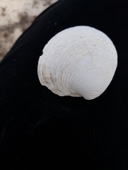 Mercenaria campechiensis