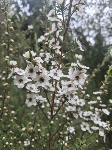 Leptospermum scoparium observed 2026-10-25