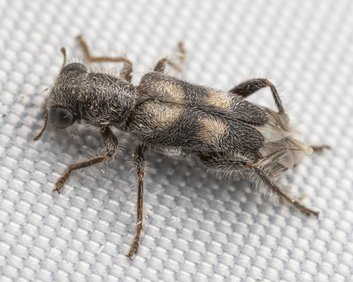 Phyllobaenus arizonicus