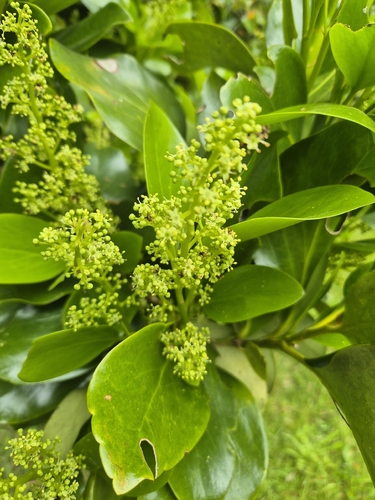 Griselinia littoralis observed 2026-10-25