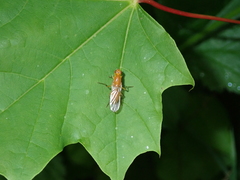 Psila