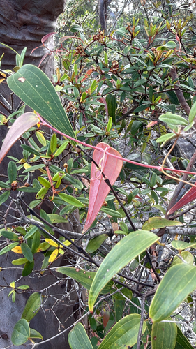 Smilax glyciphylla observed 2026-10-25