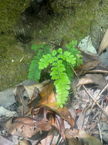 Adiantum hispidulum observed 2026-10-25