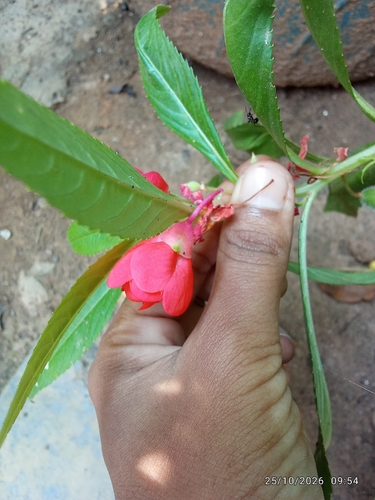 Impatiens balsamina observed 2026-10-25
