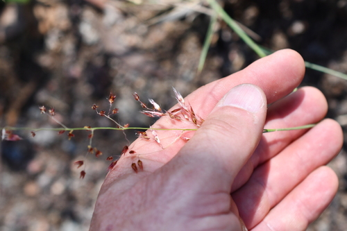 Melinis repens observed 2026-10-25