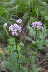 Valeriana alternifolia