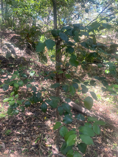 Syzygium smithii observed 2026-10-25