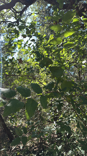 netleaf hackberry