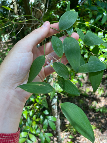 Eustrephus latifolius observed 2026-10-25