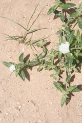 Euploca convolvulacea