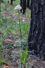 Valeriana alternifolia