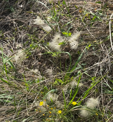 Old Man's Beard Clematis