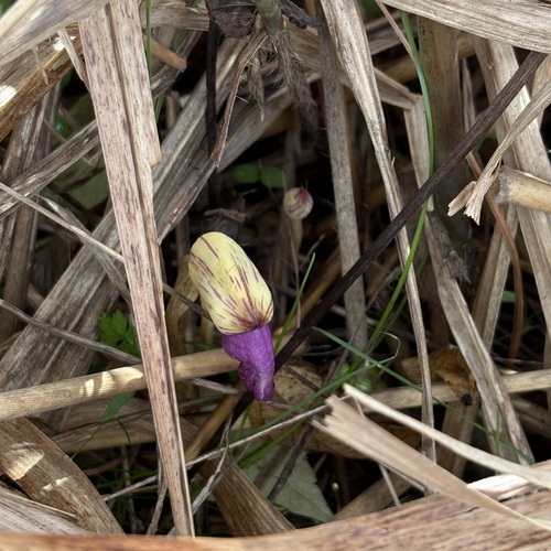 Aeginetia indica observed 2026-10-25