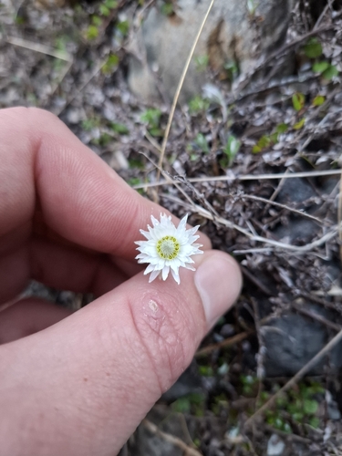Anaphalioides bellidioides observed 2026-10-24