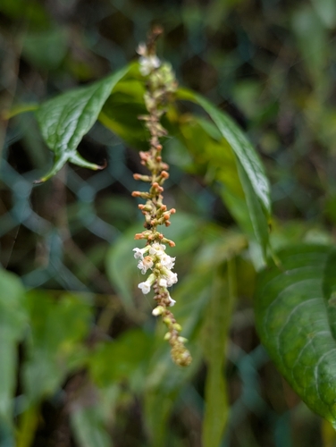 Buddleja asiatica observed 2026-10-25