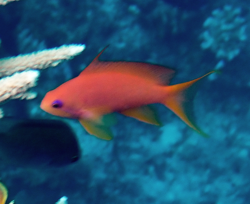Pseudanthias observed 2026-10-21