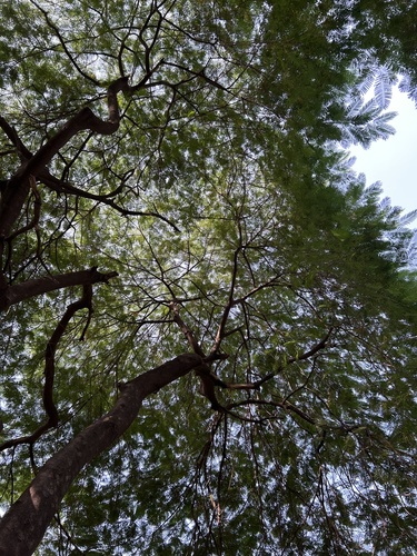 Delonix regia observed 2026-10-25