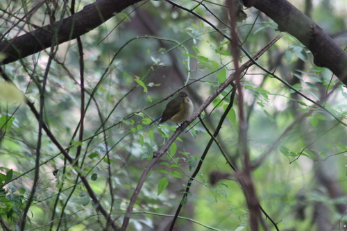 Tarsiger cyanurus, 2026-10-25