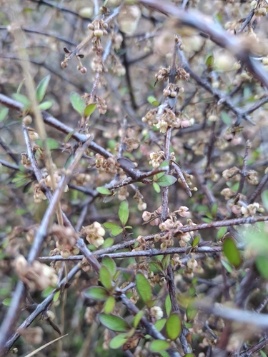 Aristotelia fruticosa observed 2026-10-24