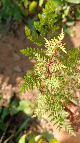 Cheilanthes tenuifolia observed 2026-10-24