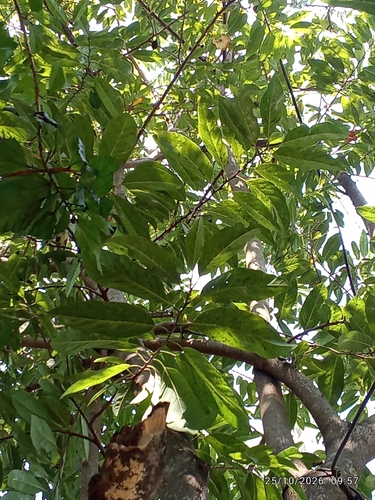 Annona squamosa observed 2026-10-25