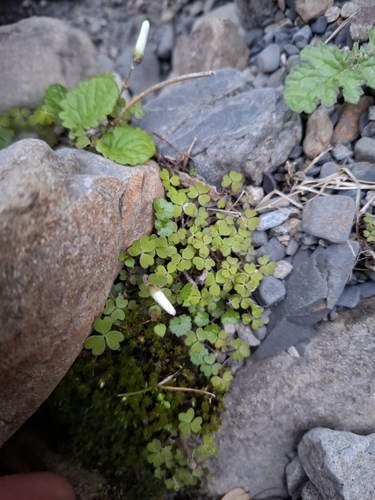 Oxalis magellanica observed 2026-10-24