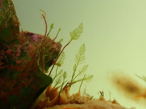 Bryopsis plumosa observed 2026-10-24
