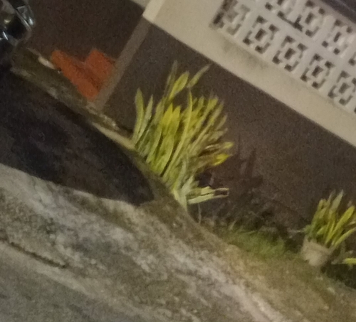 Dracaena trifasciata observed 2026-10-24