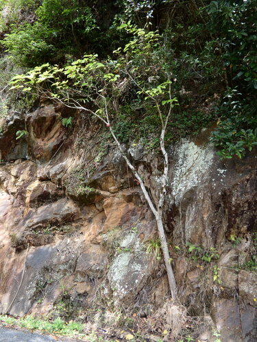 Ficus variegata observed 2026-10-25