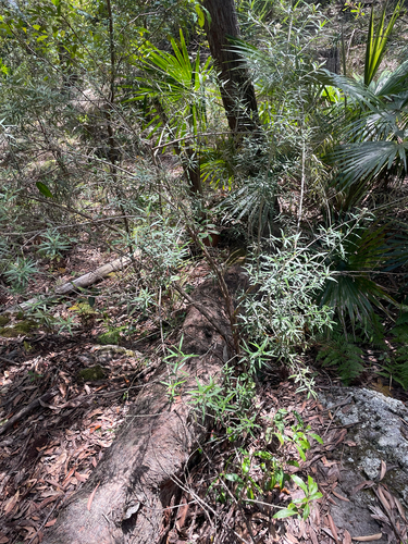 Cassinia, 2026-10-25