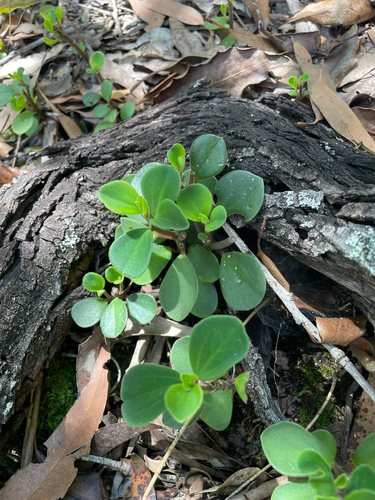 Peperomia leptostachya observed 2026-10-25